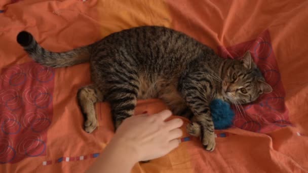 Γυναικείο Χέρι Παίζει Χνουδωτή Γάτα Και Αφράτος Μπάλα — Αρχείο Βίντεο
