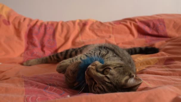 Φανή Γάτα Παίζει Αφράτο Παιχνίδι Στο Κρεβάτι — Αρχείο Βίντεο
