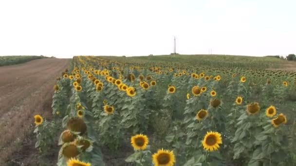 Virágzó Mező Egy Napraforgó — Stock videók