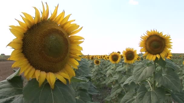Blühendes Feld Einer Sonnenblume — Stockvideo