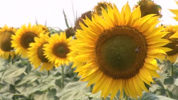 盛开的领域的美丽的向日葵 — 图库视频影像