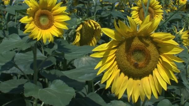 Blooming Field Sunflower — Videoclip de stoc