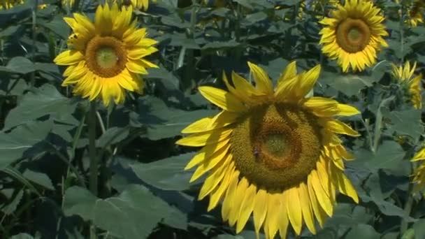 Blühendes Feld Einer Schönen Sonnenblume — Stockvideo