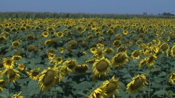 Tournesols sur le terrain 