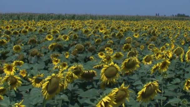 Girassóis Campo — Vídeo de Stock