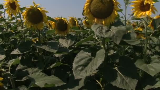 Girasoles Campo — Vídeo de stock