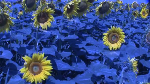 Синее Подсолнечное Поле Летнее Время — стоковое видео