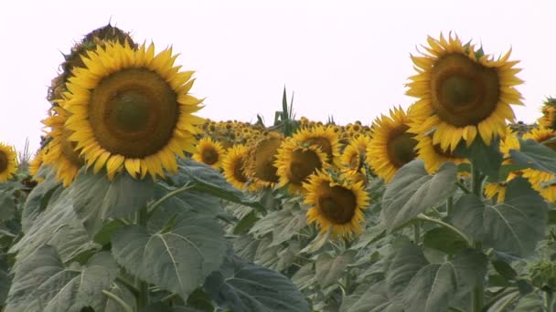 Sunflower Field Summer Time — Stock Video