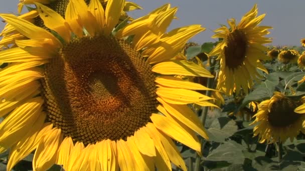 Beaux tournesols sur le terrain  .