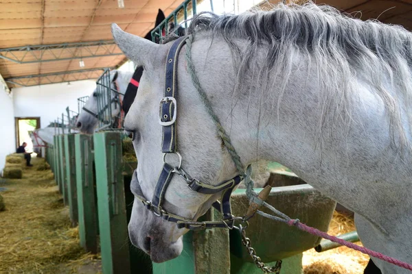 Horses In Stable Boxes