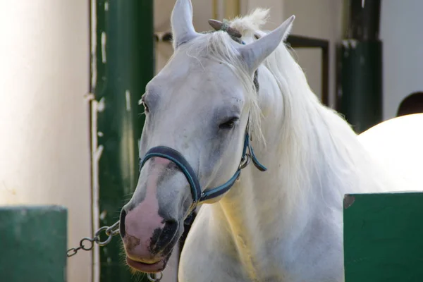 Portrait of a tied white horse in the stable