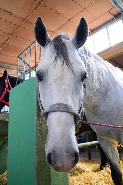 Portrait Beautiful White Horse Stable Looking Camera — Stock Photo, Image