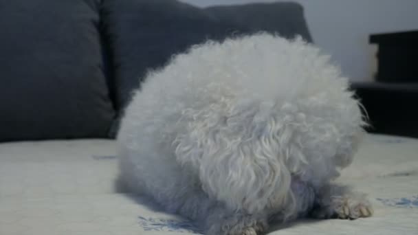 Bichon Frise Raza Perro Acostado Cama — Vídeo de stock