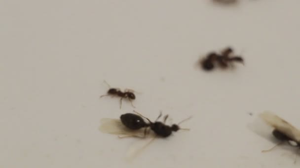 Stunned Flying Ants House Slowly Dying — Stock Video