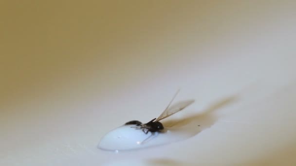 Hormiga Voladora Sobre Una Gota Agua — Vídeos de Stock