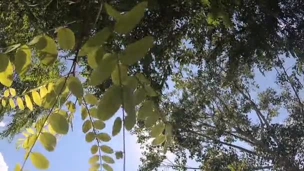 Weiden Und Akazien Einem Sonnigen Tag Blick Von Unten — Stockvideo