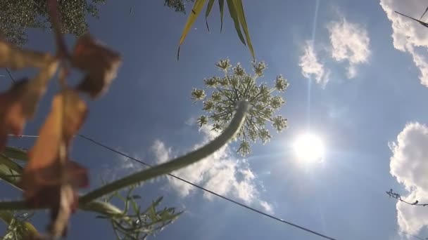 Fleurs Prairie Par Une Journée Ensoleillée Vue Bas — Video