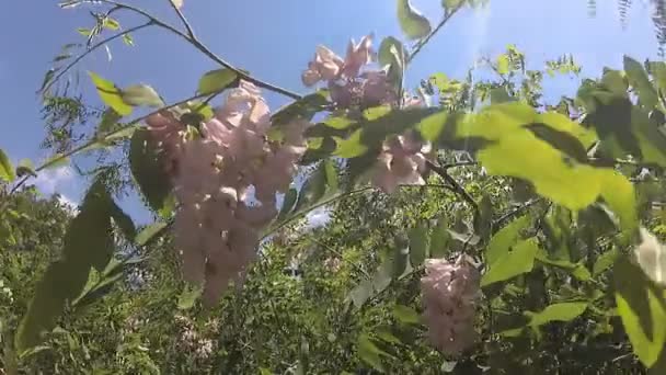 Flores Rosas Acacia Día Soleado — Vídeo de stock