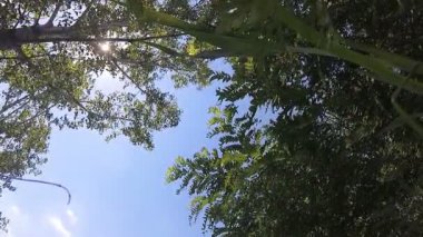 Doğada - güneşli günde aşağıdan görüntülemek