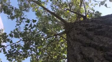 Ağaç bahar döneminde - görünüm aşağıdan huş ağacı