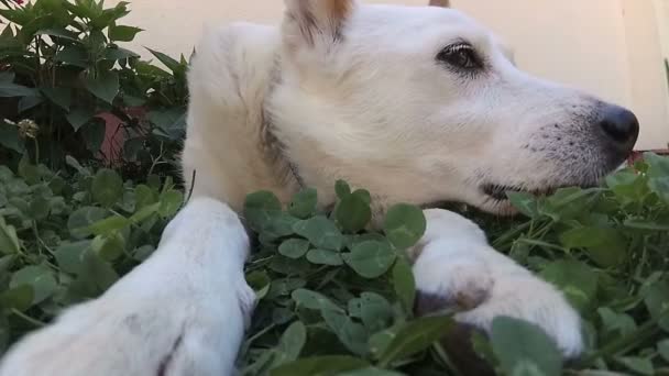 Cão Branco Está Deitado Num Trevo Verde — Vídeo de Stock