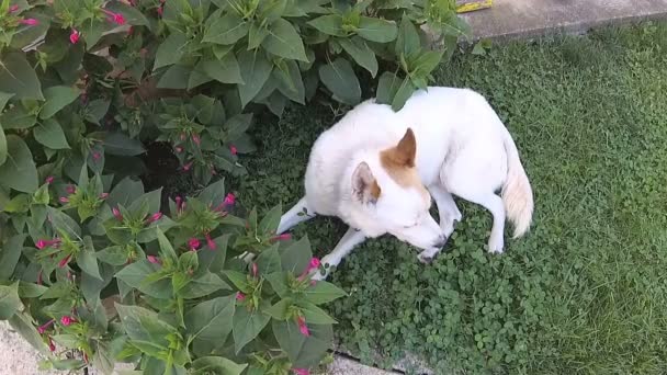 那只白色的狗躺在被鲜花包围的草地上 — 图库视频影像