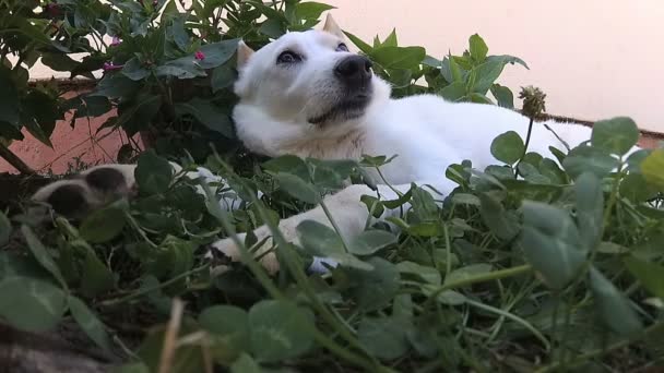 Дуже Сонний Білий Собака Зеленій Траві — стокове відео