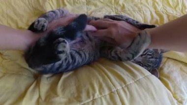 Kadınların elleri uykulu kedi ile oynarken 