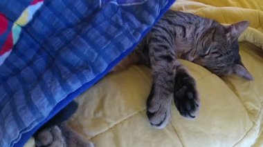 Uyuyan kedi içinde sıkışmış el 