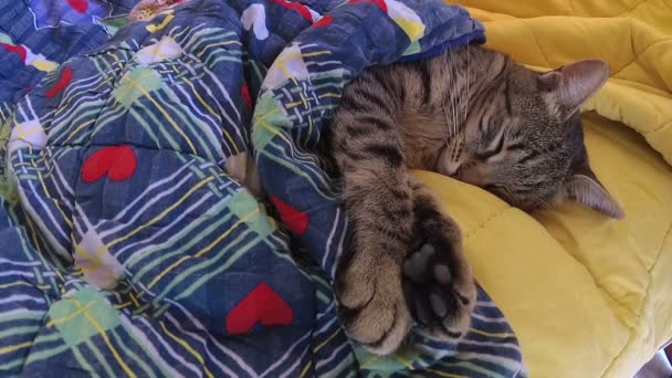Kvinnas Hand Petting Täckt Sovande Katt — Stockvideo