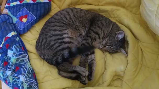 Кіт Глибоко Спить — стокове відео
