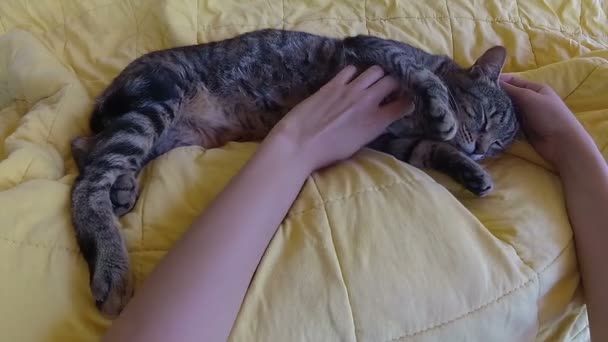Petting Sleeping Cat — Stock Video