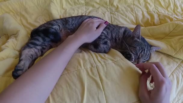 Tjejhänder Petting Tomcat Medan Han Sover — Stockvideo