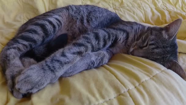 Tomcat Stretching Out While Sleeping — Stock Video