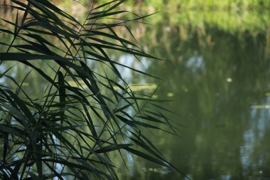 Yeşil kamışı suya yakın