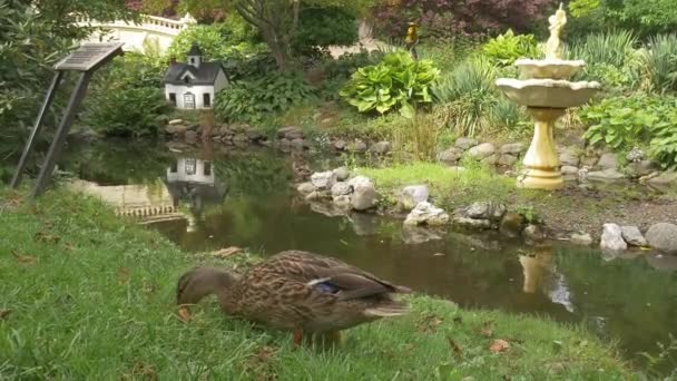 Ankor Halifax Public Gardens Nova Scotia Kanada — Stockvideo