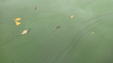 Siyanobakteriler gölet tam ve yaprakları