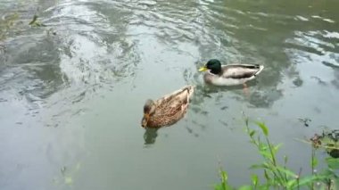 Erkek ve dişi Ördek suda