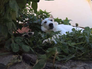 Beyaz köpek üzerinde yeşil bir yonca yalan söylüyor