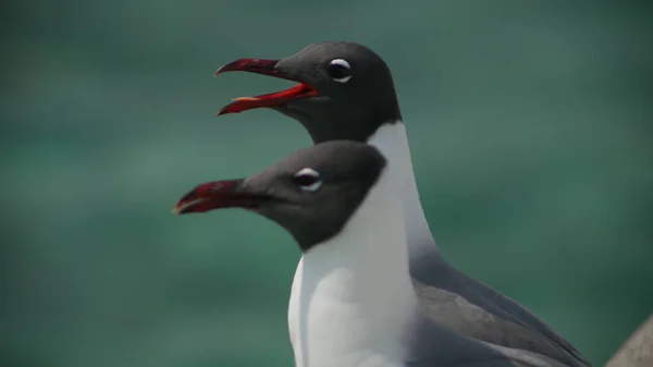 Zwei Schwarze Und Weiße Möwen — Stockfoto