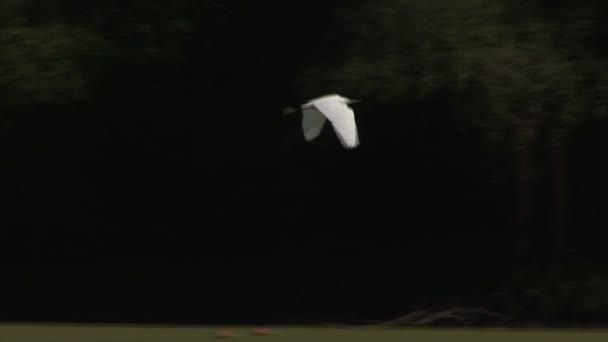 Nehri Üzerinde Uçan Bir Beyaz Balıkçıl — Stok video