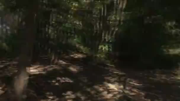 Pergi Melalui Hutan — Stok Video