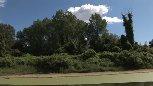 川の銀行 水からの眺めの森 — ストック動画