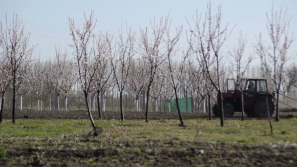 Pouco Trator Vermelho Arar Terra Dia Primavera Ensolarado — Vídeo de Stock