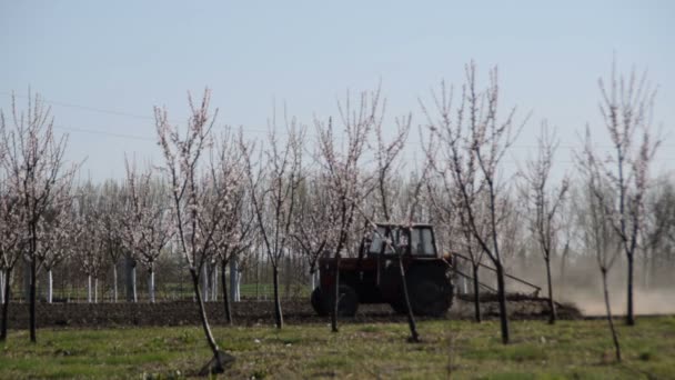 Roter Traktor Pflügt Einem Sonnigen Frühlingstag Obstgarten — Stockvideo