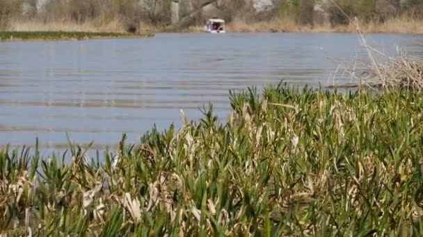 Kleines Boot Segelt Auf Dem Fluss Umgeben Von Wasserpflanzen — Stockvideo