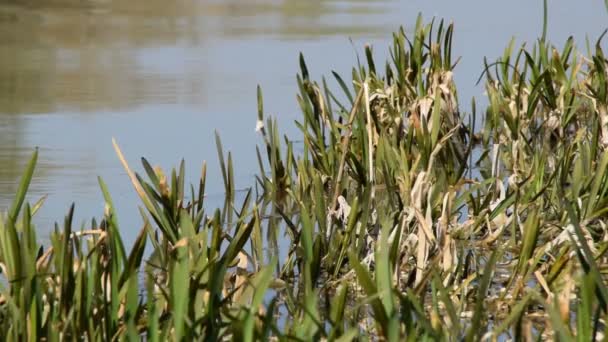 Nature Herbe Pure Sur Rive Rivière — Video