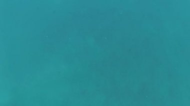 Turkuaz mavi su-sualtı