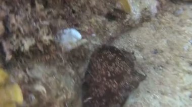 Sea Hare Aplysia-yaygın bir hermafroditik türler, Adriyatik Denizi, Karadağ 