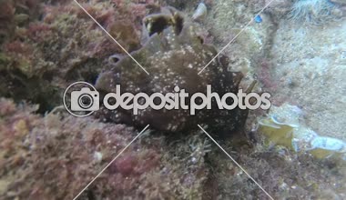 Sea Hare Aplysia-yaygın bir hermafroditik türler, Adriyatik Denizi, Karadağ 